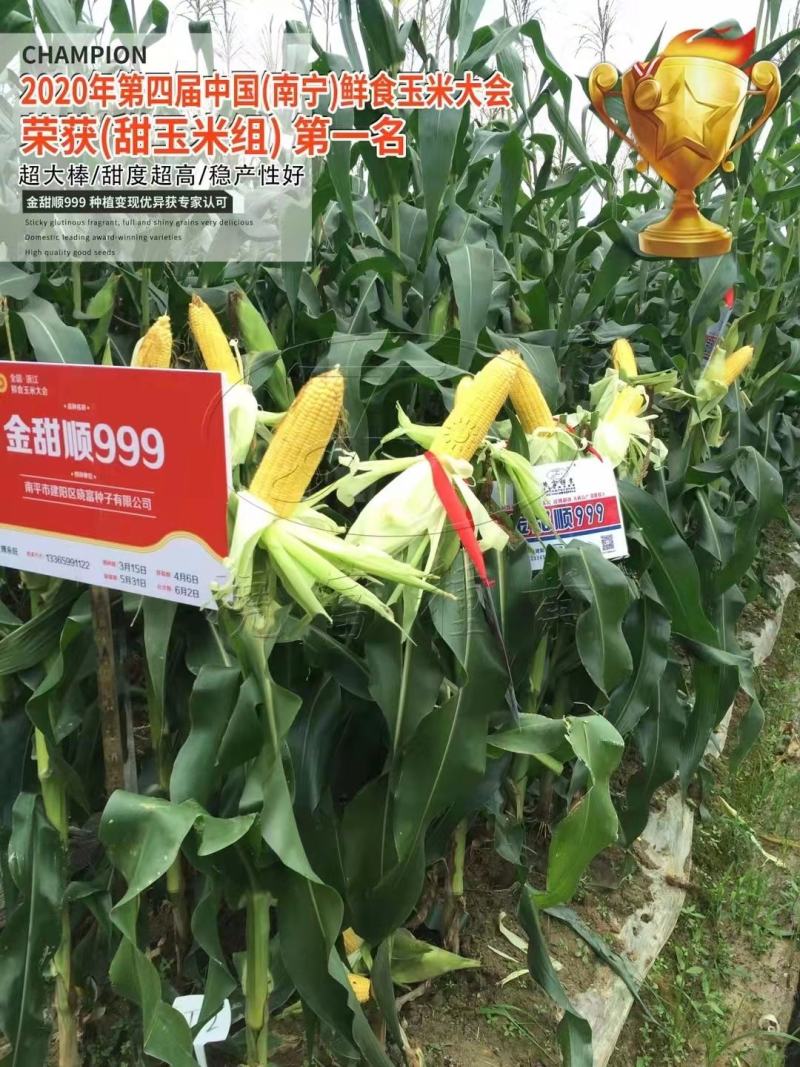 金甜顺999水果玉米种子，新泰系，超大棒，可生吃的水果玉