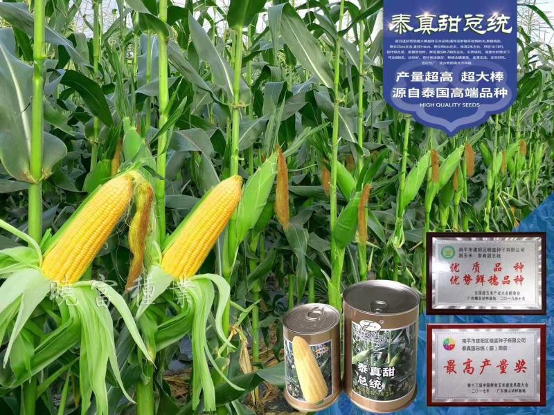 金甜顺999水果玉米种子，新泰系，超大棒，可生吃的水果玉