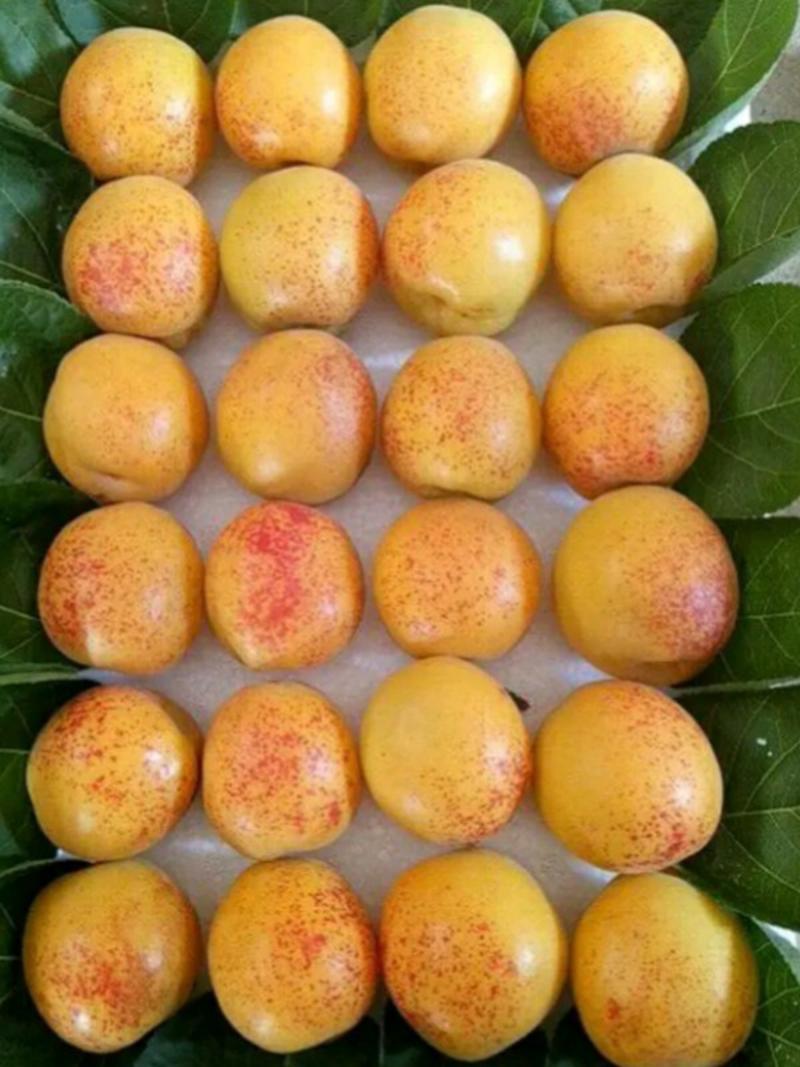 荷兰香蜜杏树苗，基地实拍，现场起苗，苗木品质保证