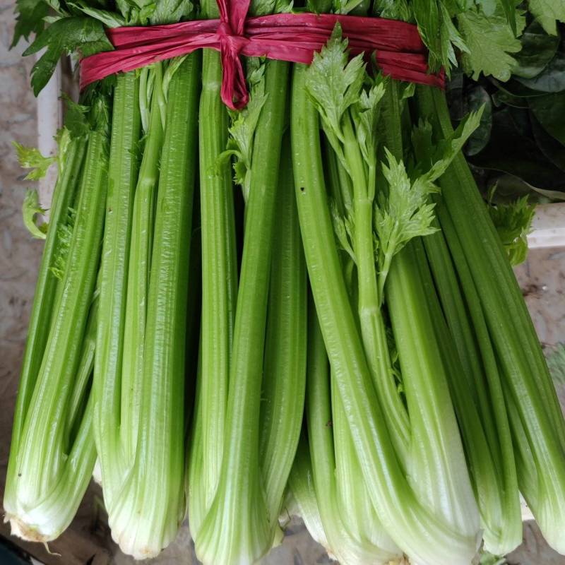 芹菜大量有货价格真实有效需要的联系一下