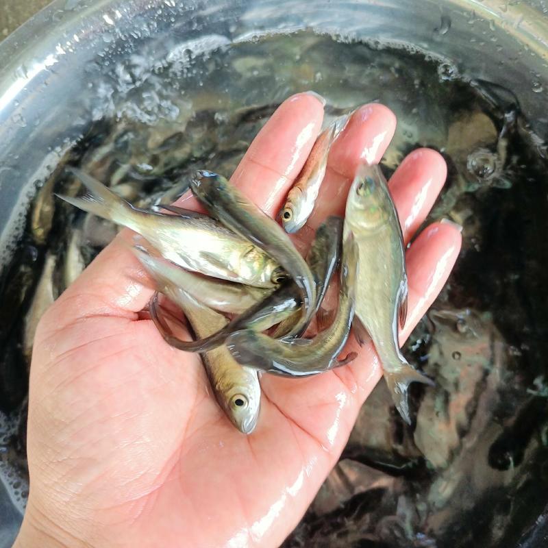 广东清远花鲢鱼苗现货大量供应免费技术指导养殖