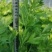 芹菜大量有货价格真实有效需要的联系一下