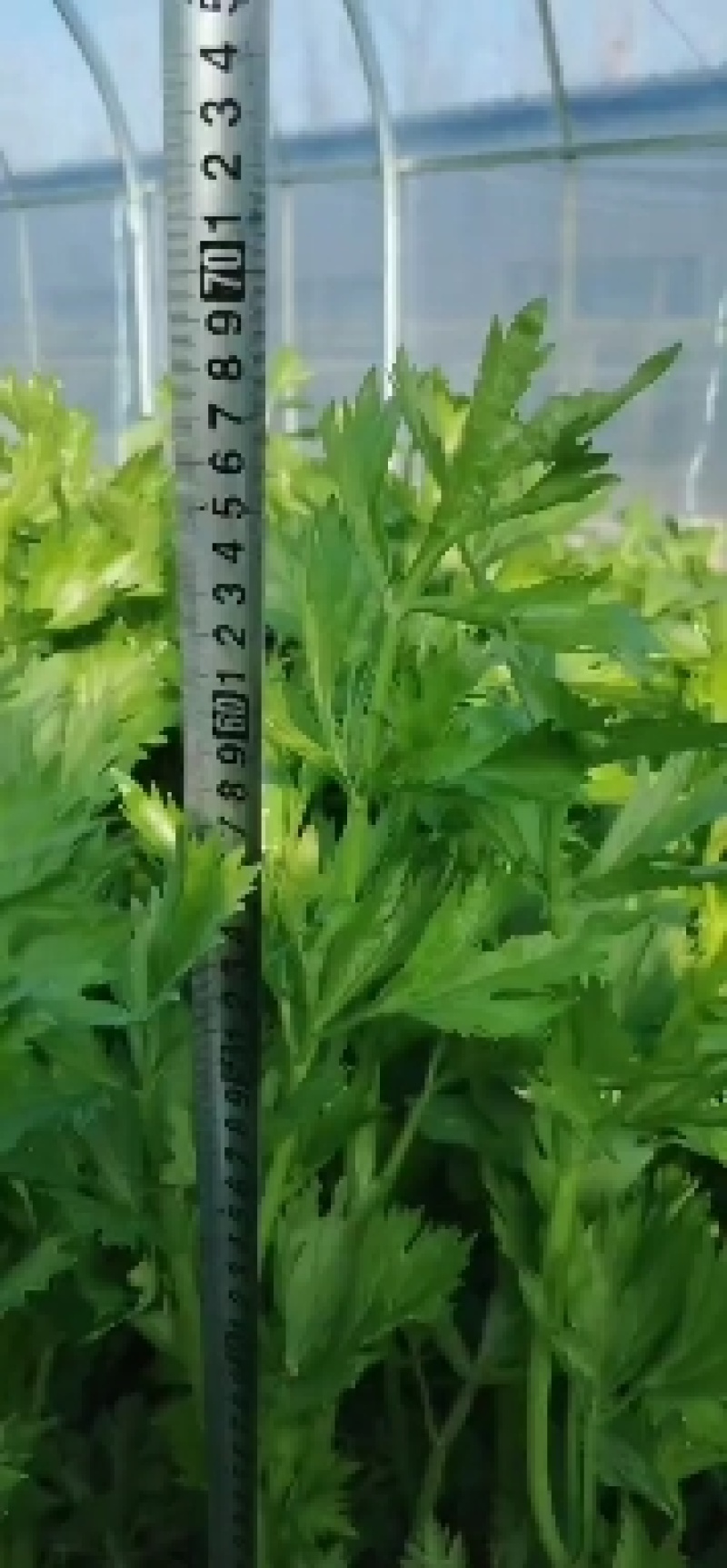芹菜大量有货价格真实有效需要的联系一下