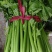 芹菜大量有货价格真实有效需要的联系一下