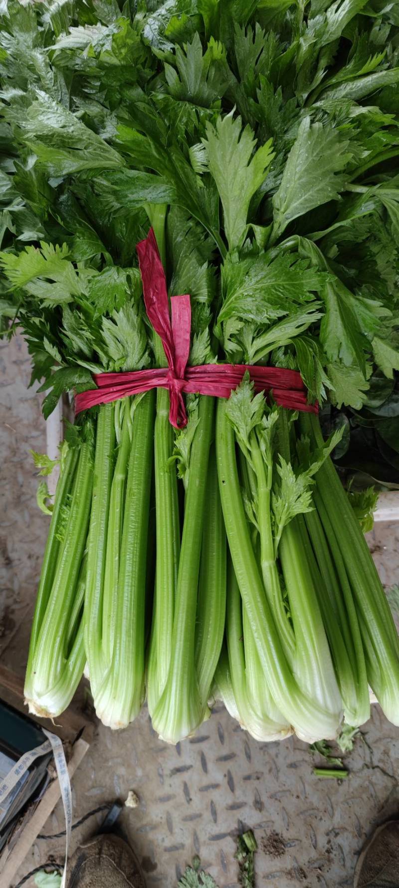 芹菜大量有货价格真实有效需要的联系一下