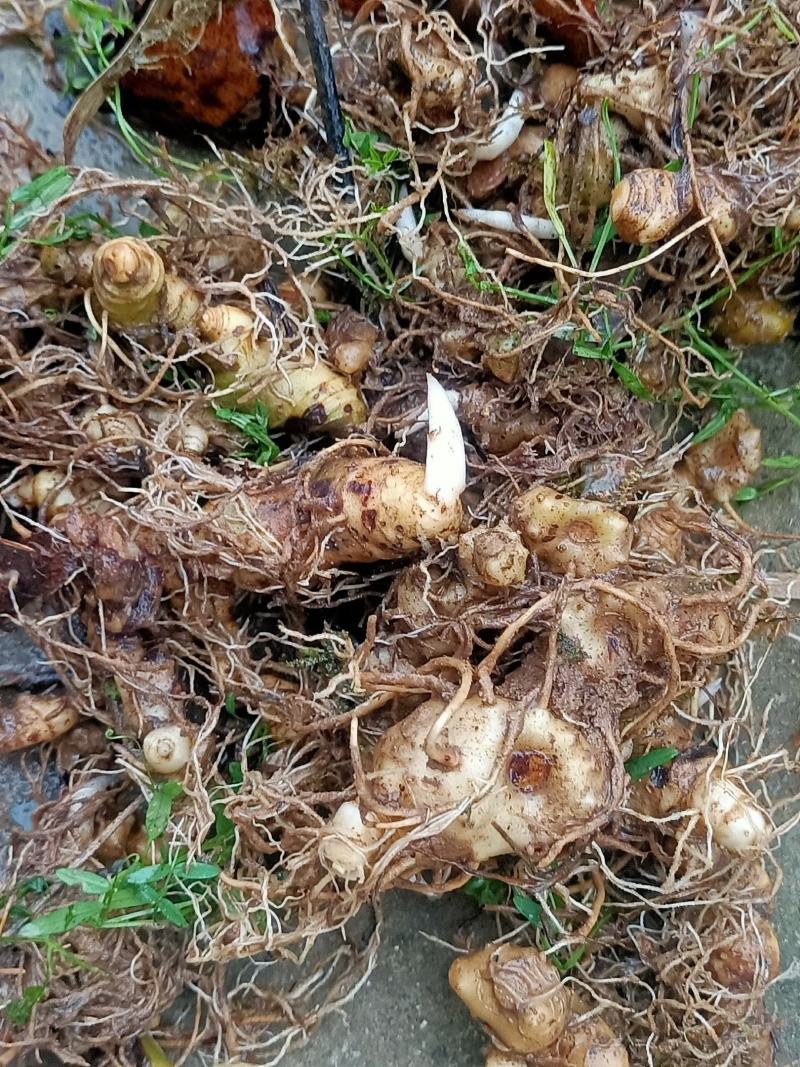 优质多花黄精茎芽块精品一手货源