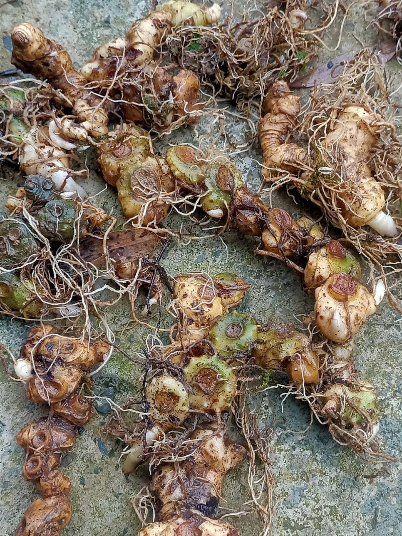 优质多花黄精茎芽块精品一手货源