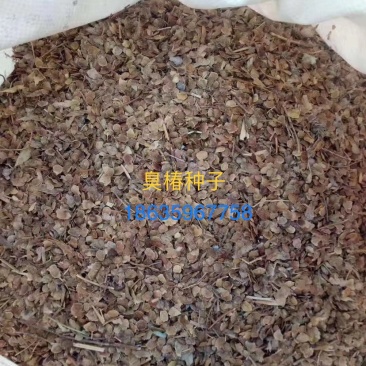 臭椿种子，产地直销，精选优质新货，净度高