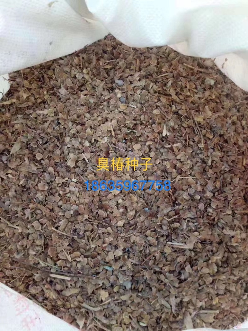 臭椿种子，产地直销，精选优质新货，净度高