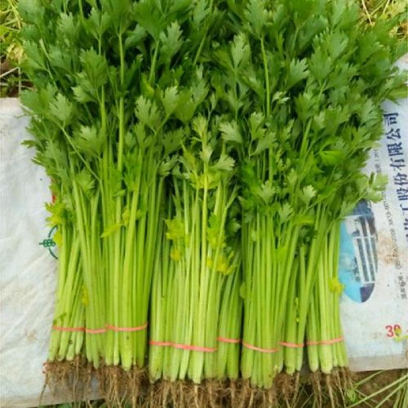 山东商河精品小芹菜，产地一手货源，鲜嫩清脆，质量杠杠的
