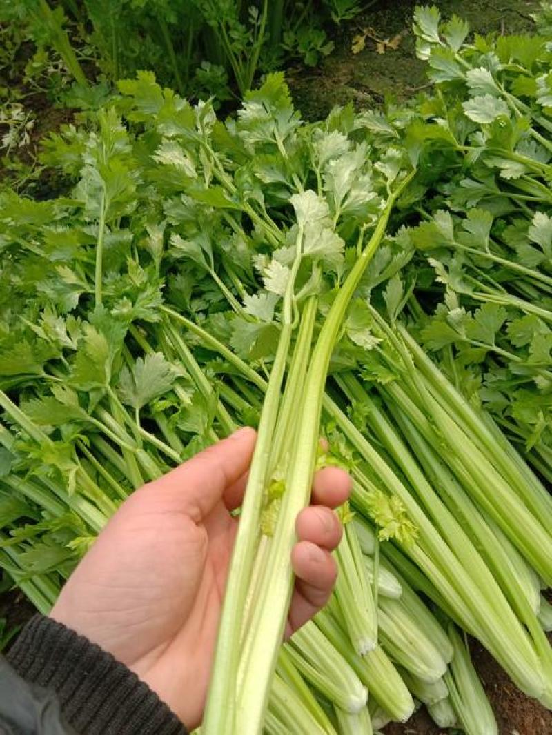 山东商河精品小芹菜，产地一手货源，鲜嫩清脆，质量杠杠的