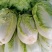 矮胖黄心大白菜净菜毛菜大量有货要大白菜欢迎来电
