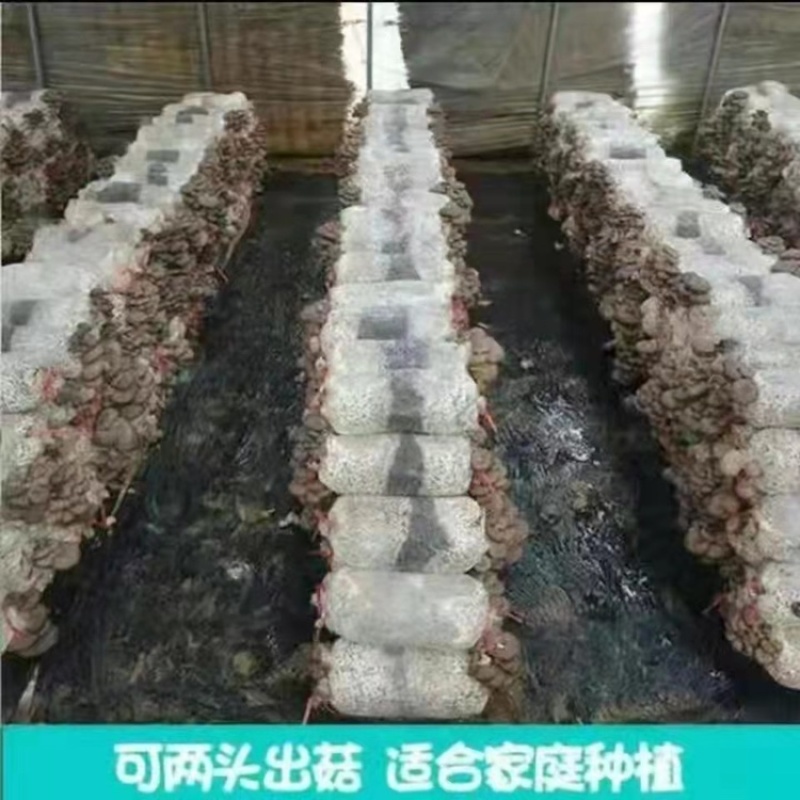 人工菌包到家就可以吃