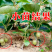 猕猴桃苗嫁接苗挂果快产量高营养杯苗
