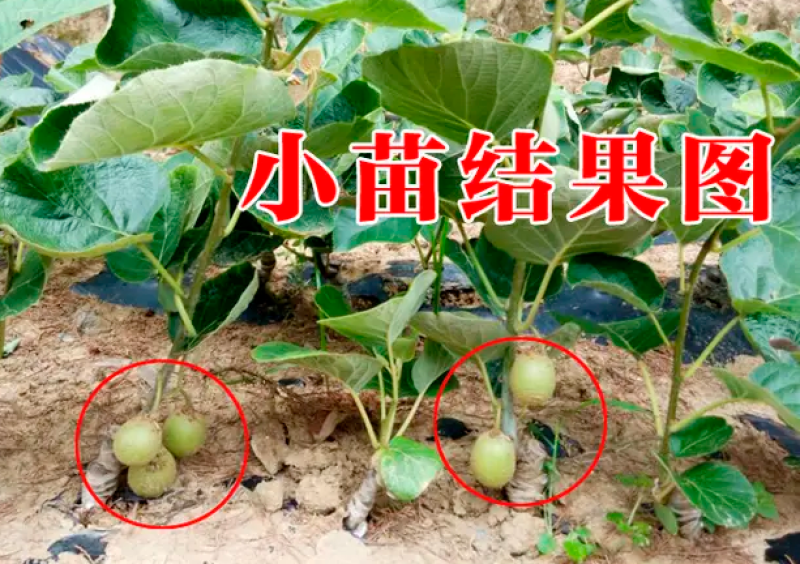 猕猴桃苗嫁接苗挂果快产量高营养杯苗