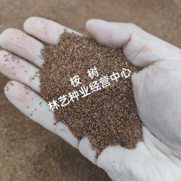 桉树种子尾叶巨桉蓝桉杏仁桉澳大利亚大小叶桉速生桉树