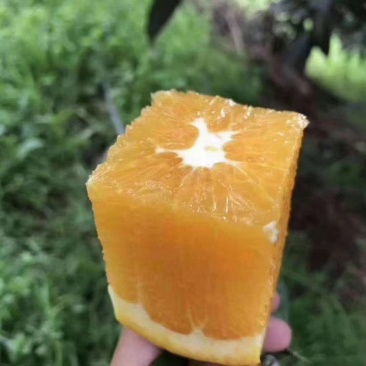 赣南脐橙水果新鲜当季整箱橙子应季现季正宗江西赣州脐橙
