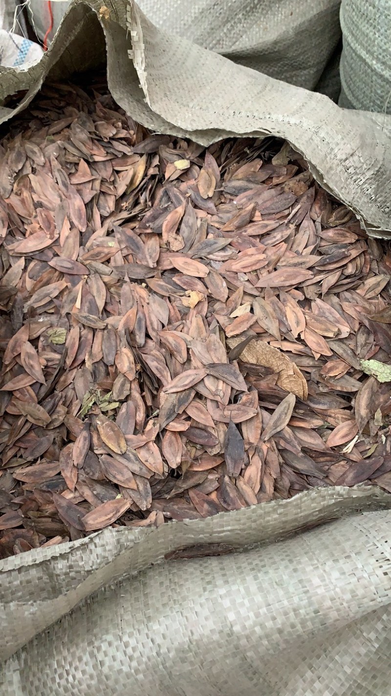 杜仲种子，产地直销，发芽率一级，净度高，品种优