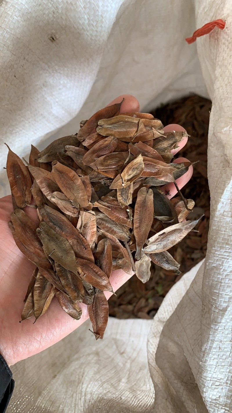 杜仲种子，产地直销，发芽率一级，净度高，品种优