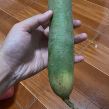 绿萝卜