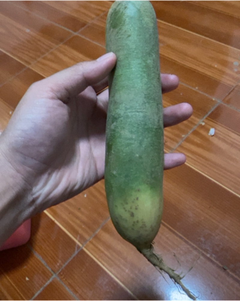 绿萝卜