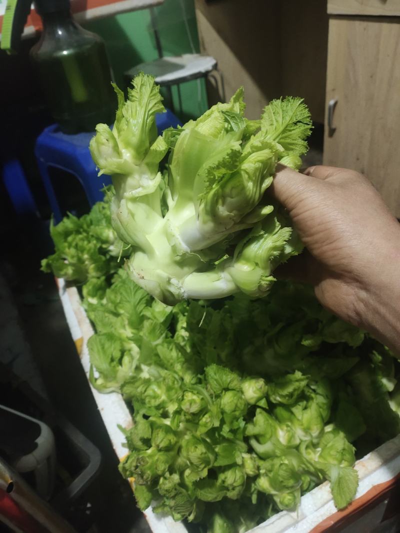 儿菜