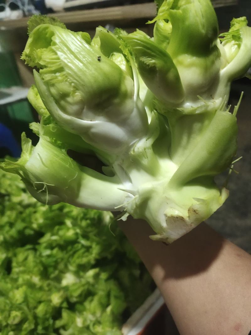 儿菜