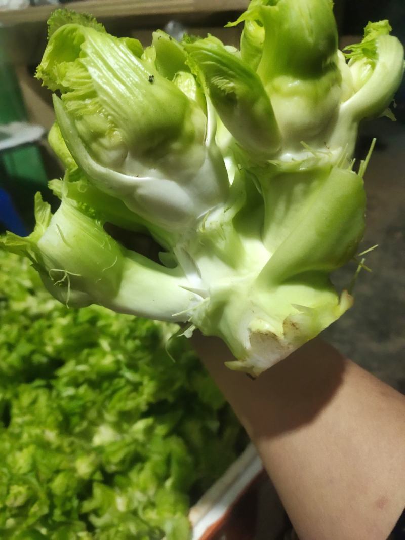 儿菜