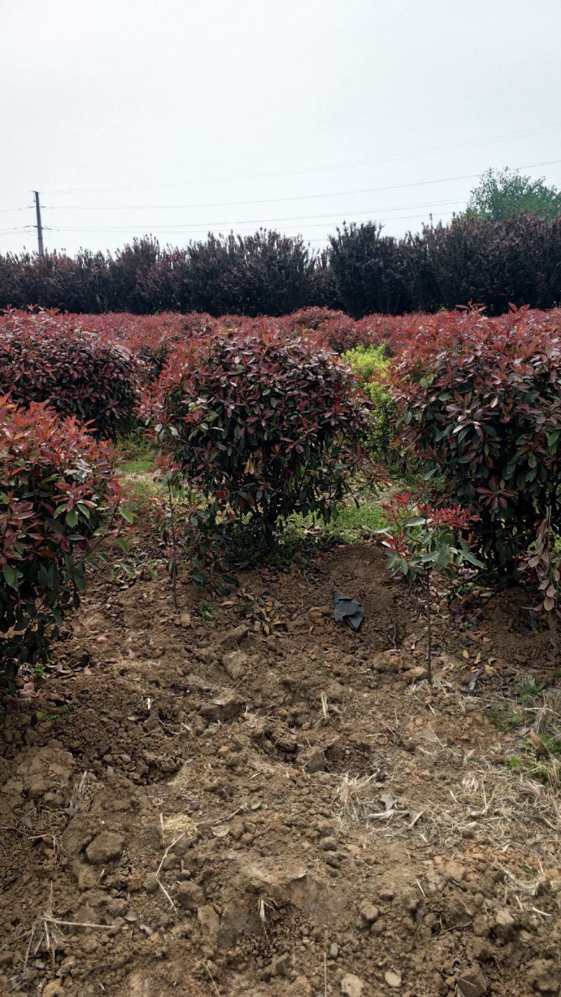 红叶石楠50一60公分，基地现挖，量大优惠。
