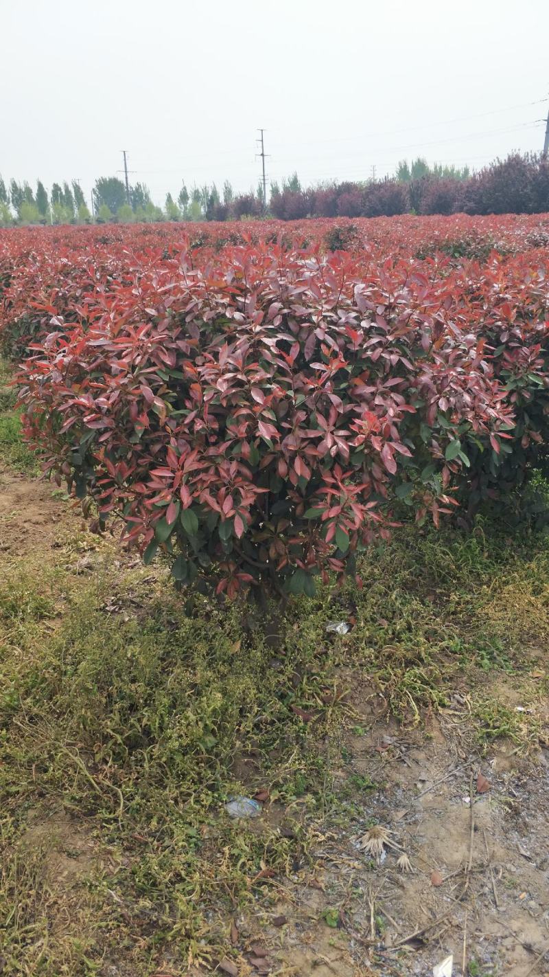 红叶石楠50一60公分，基地现挖，量大优惠。