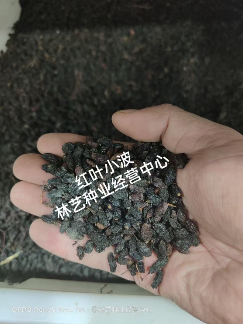 红叶小波种子别名红叶小檗紫叶小檗种籽彩色落叶灌木