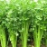 【热销】芹菜，山东济南商河芹菜，质优价廉，产地一手货源