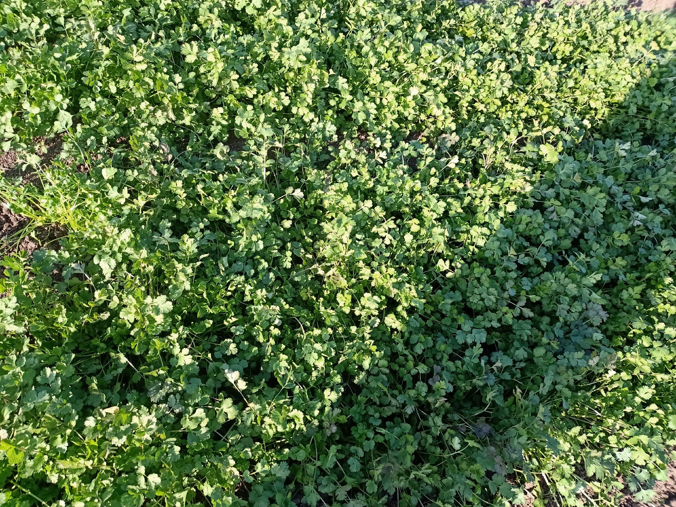 新鲜香菜叶片在阳光照射下呈现出翠绿色 香菜在阳光下的新鲜状态