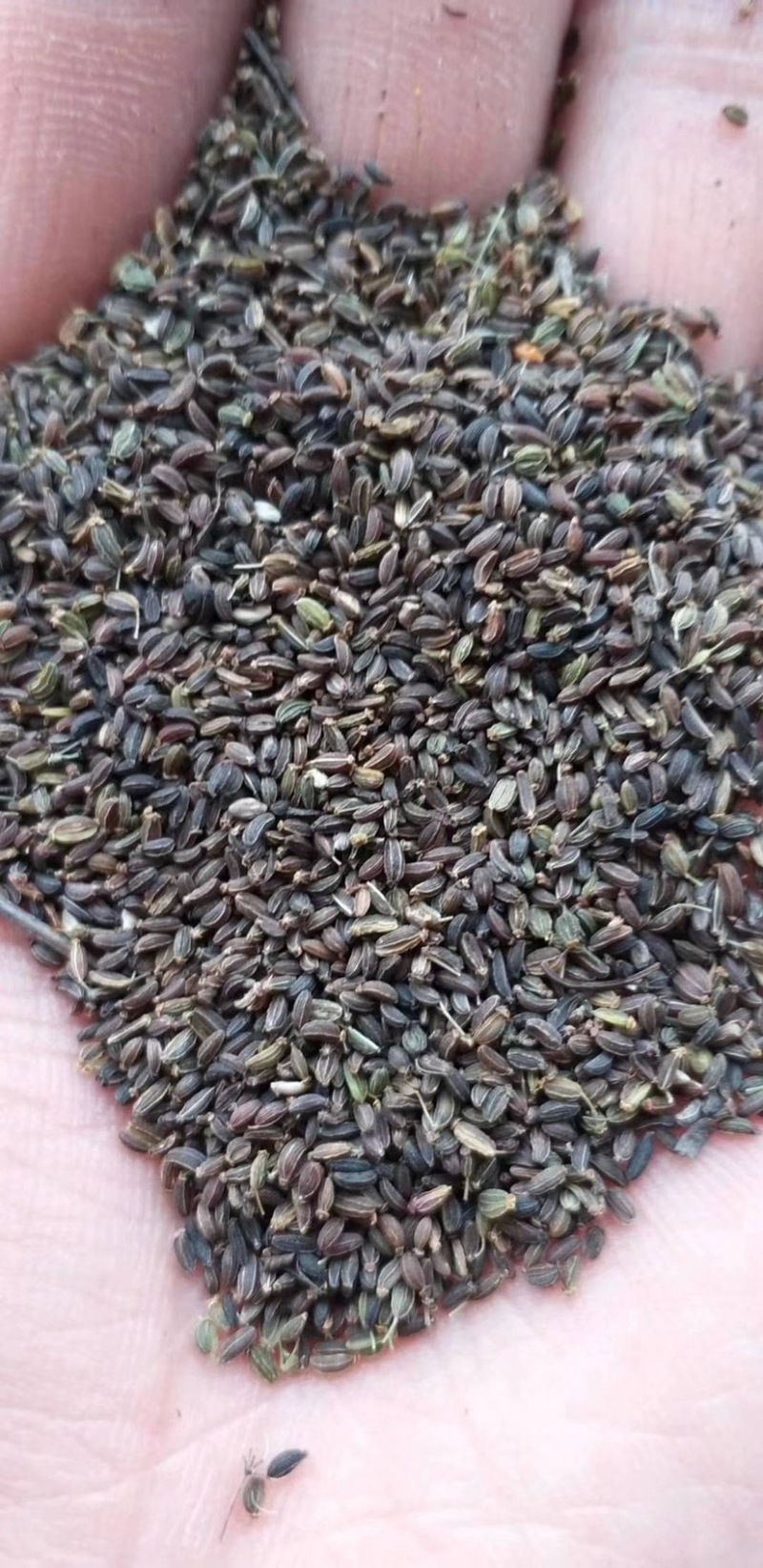 柴胡种子，山西本地货，净度高，发芽率高，药产量高