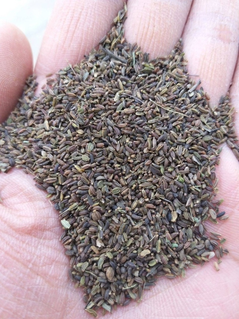 柴胡种子，山西本地货，净度高，发芽率高，药产量高