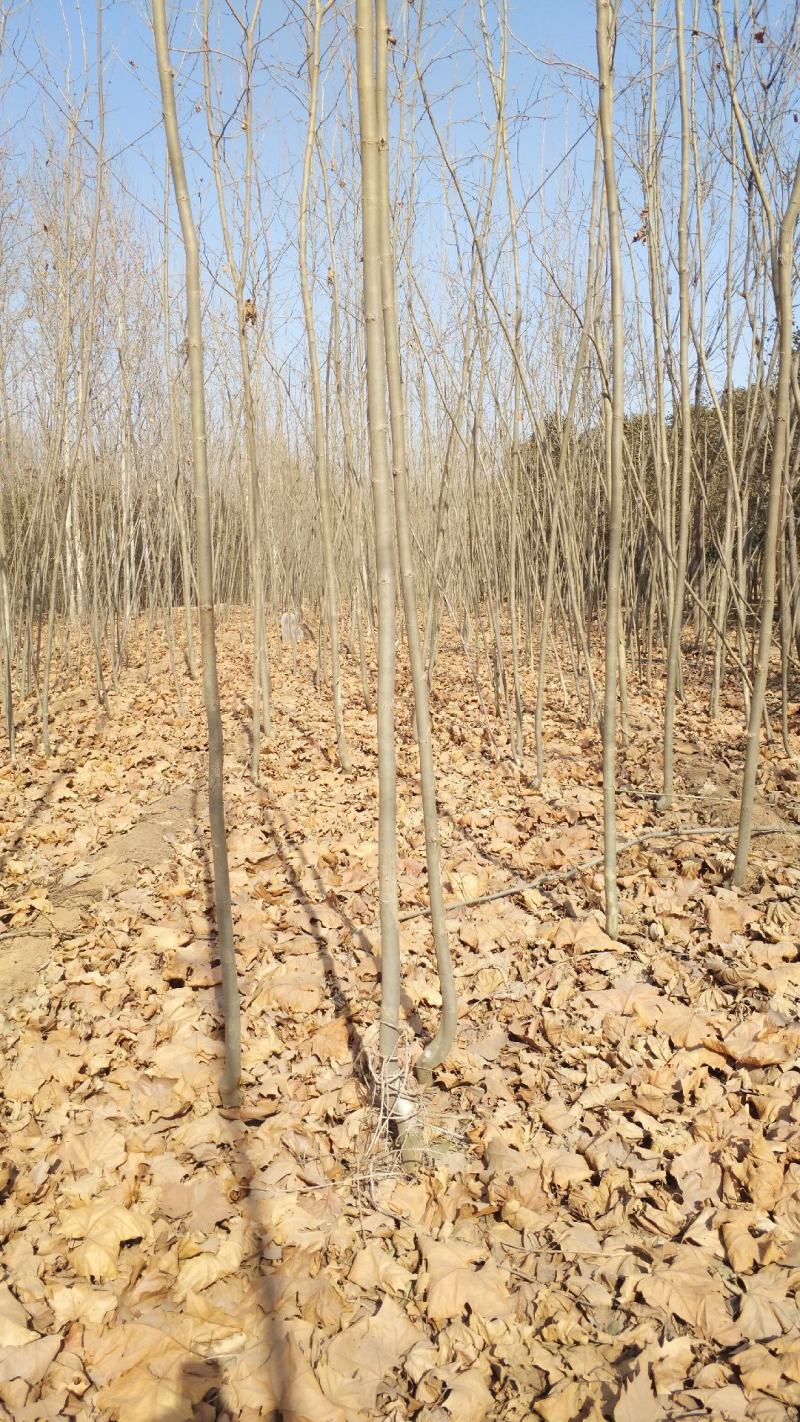 法桐大量供应5一30公法桐，截头发帽、原生冠都有。