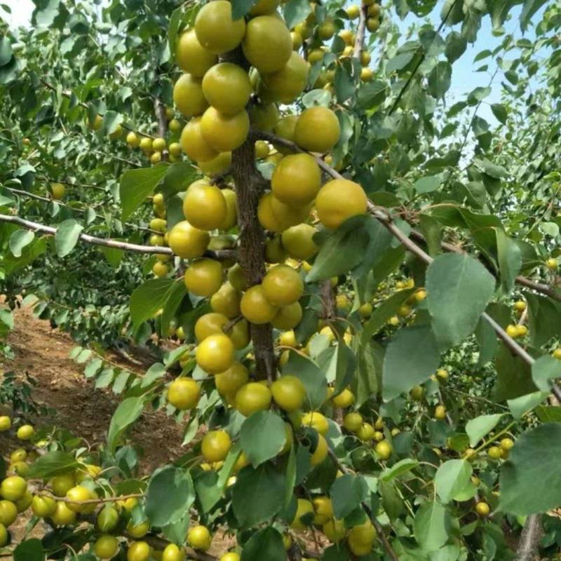 新品种芒果杏树苗珍珠油杏树苗荷兰香蜜杏树