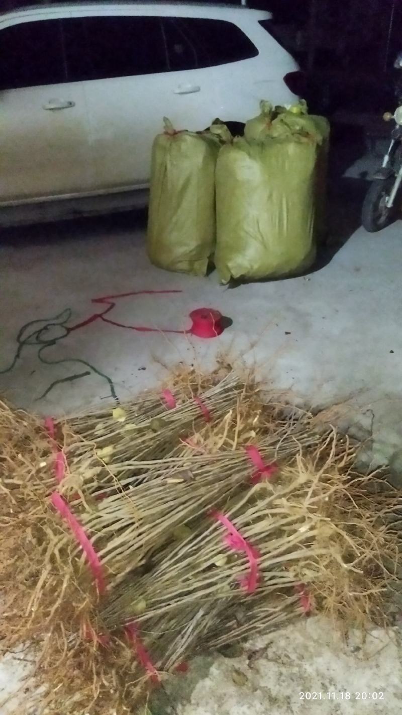 甜茶苗苗平邑甜茶苗嫁接苹果砧木苗蒙山甜茶苗