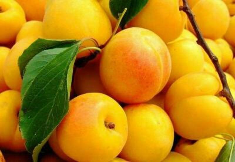 新品种杏树苗，珍珠油杏树苗，荷兰香蜜杏树