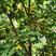 新品种杏树苗，珍珠油杏树苗，荷兰香蜜杏树
