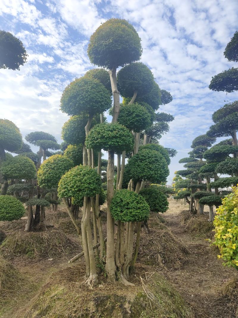 造型丛生亮晶女贞20/30公分亮晶女贞球亮晶小苗