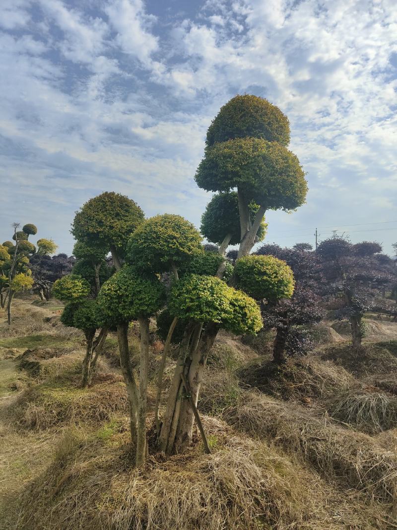 造型丛生亮晶女贞20/30公分亮晶女贞球亮晶小苗