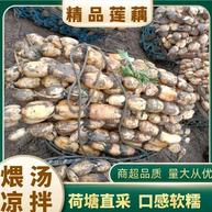 [莲藕批发]沔城藕,武植二号藕种藕带价格1.00元/斤 一亩田