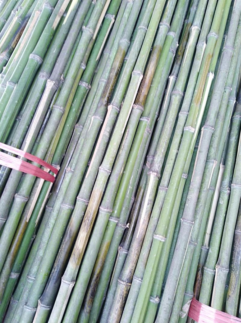 大量供应烤直竹竿，竹条，绿化竹竿