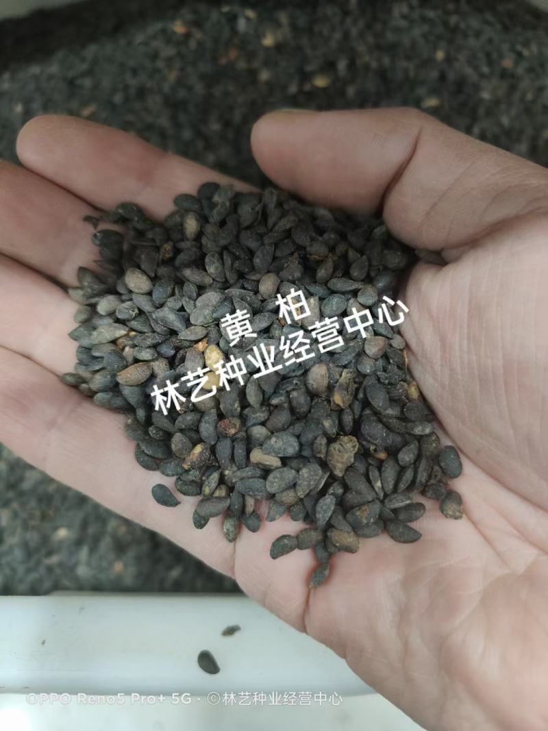 黄柏种子黄檗柏檗木黄菠萝绿化行道林木苗木树种子