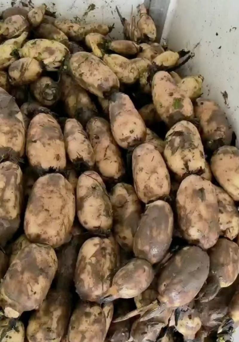 精品莲藕，商超品质，质量保证，荷塘直采，口感软糯