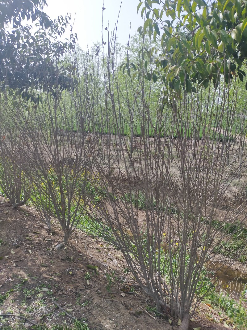 木槿，红花木槿，河南省潢川县友好苗圃基地丛生木槿基地直销