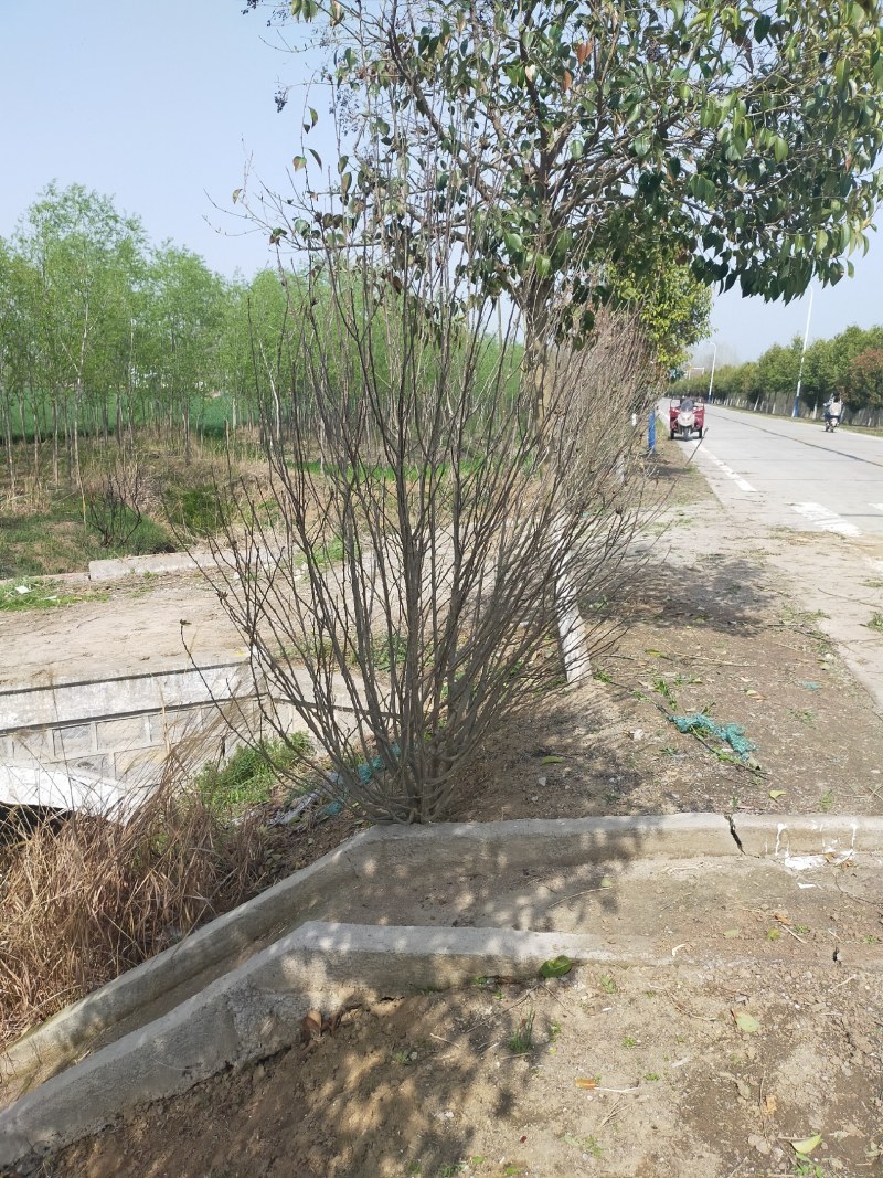 木槿，红花木槿，河南省潢川县友好苗圃基地丛生木槿基地直销