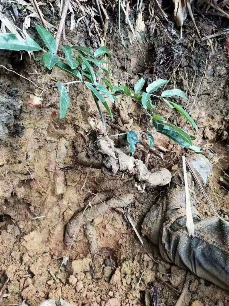 小叶野生牛大力干片，大瑶山原始生态高山野生牛大力