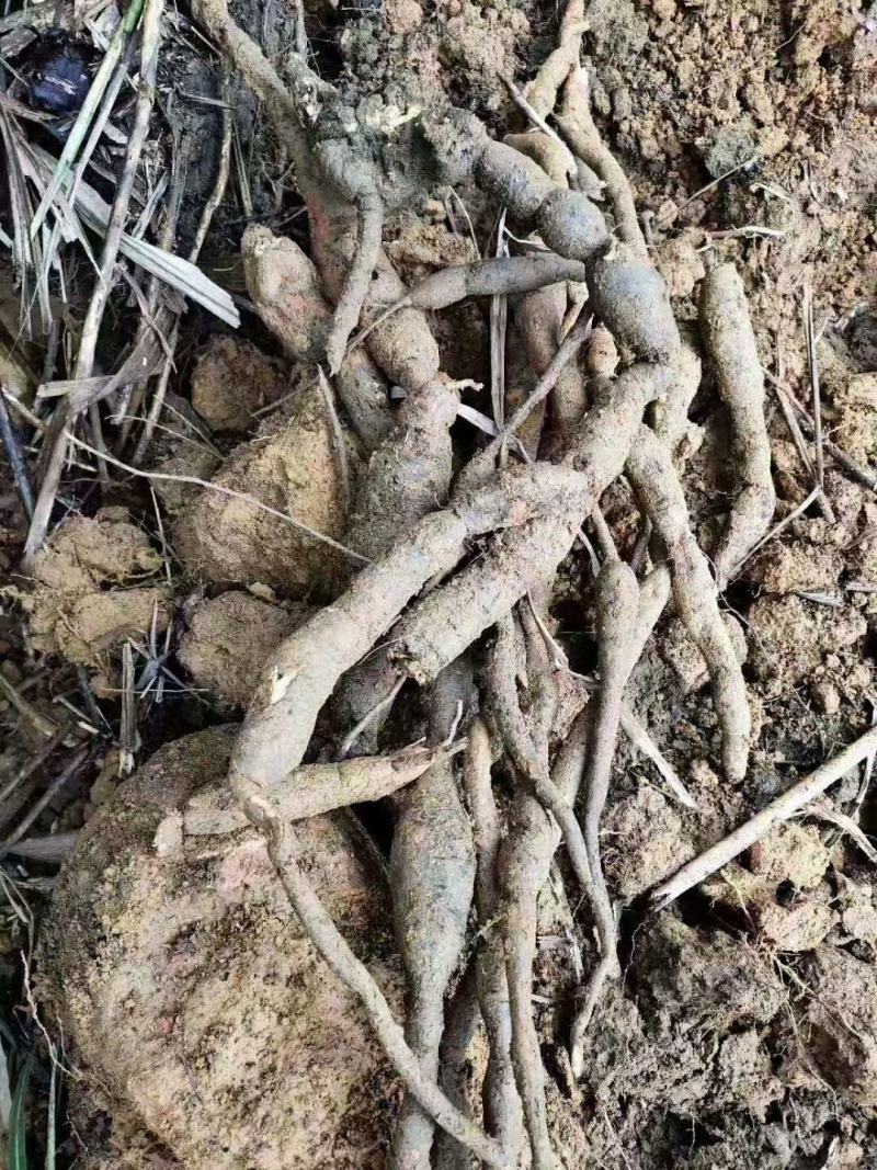 小叶野生牛大力干片，大瑶山原始生态高山野生牛大力